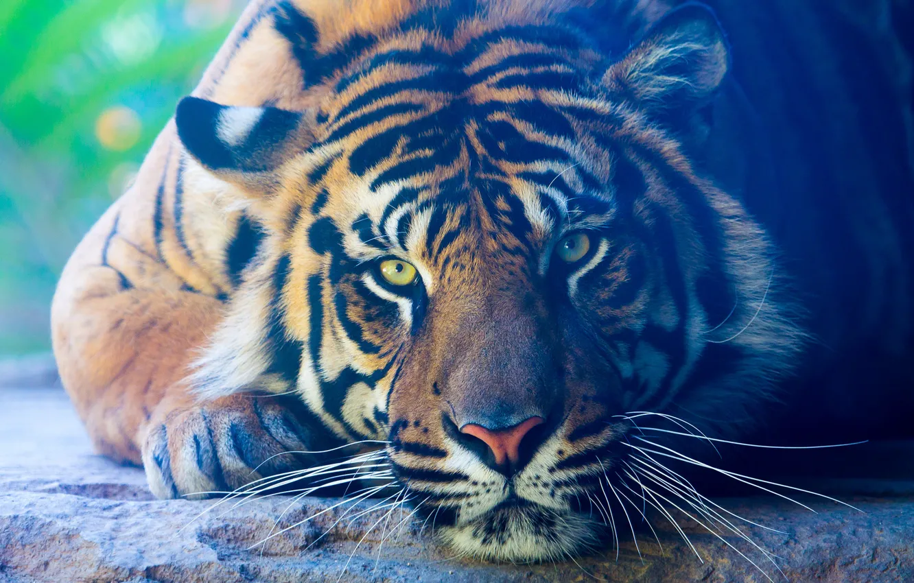 Photo wallpaper look, tiger, animal, predator, paws, lies, color