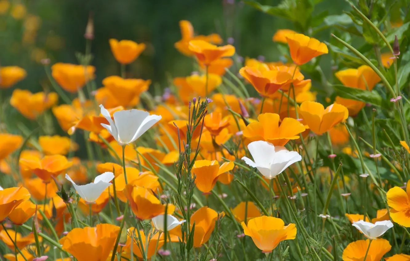 Photo wallpaper field, summer, grass, the sun, light, flowers, orange, nature