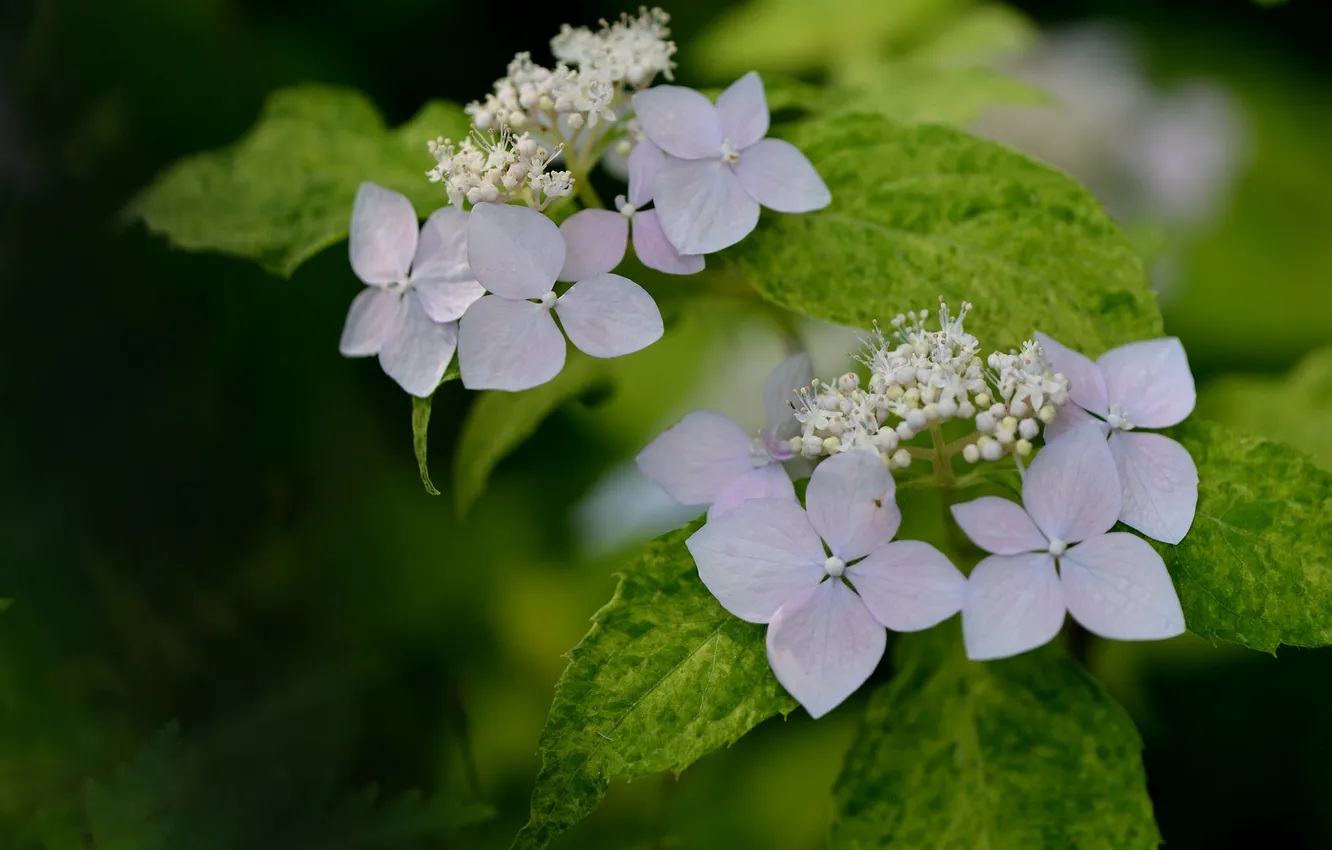 Photo wallpaper leaves, macro, hydrangea, inflorescence