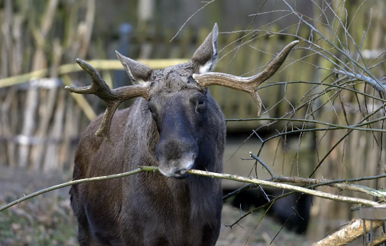 Photo wallpaper look, face, branches, moose