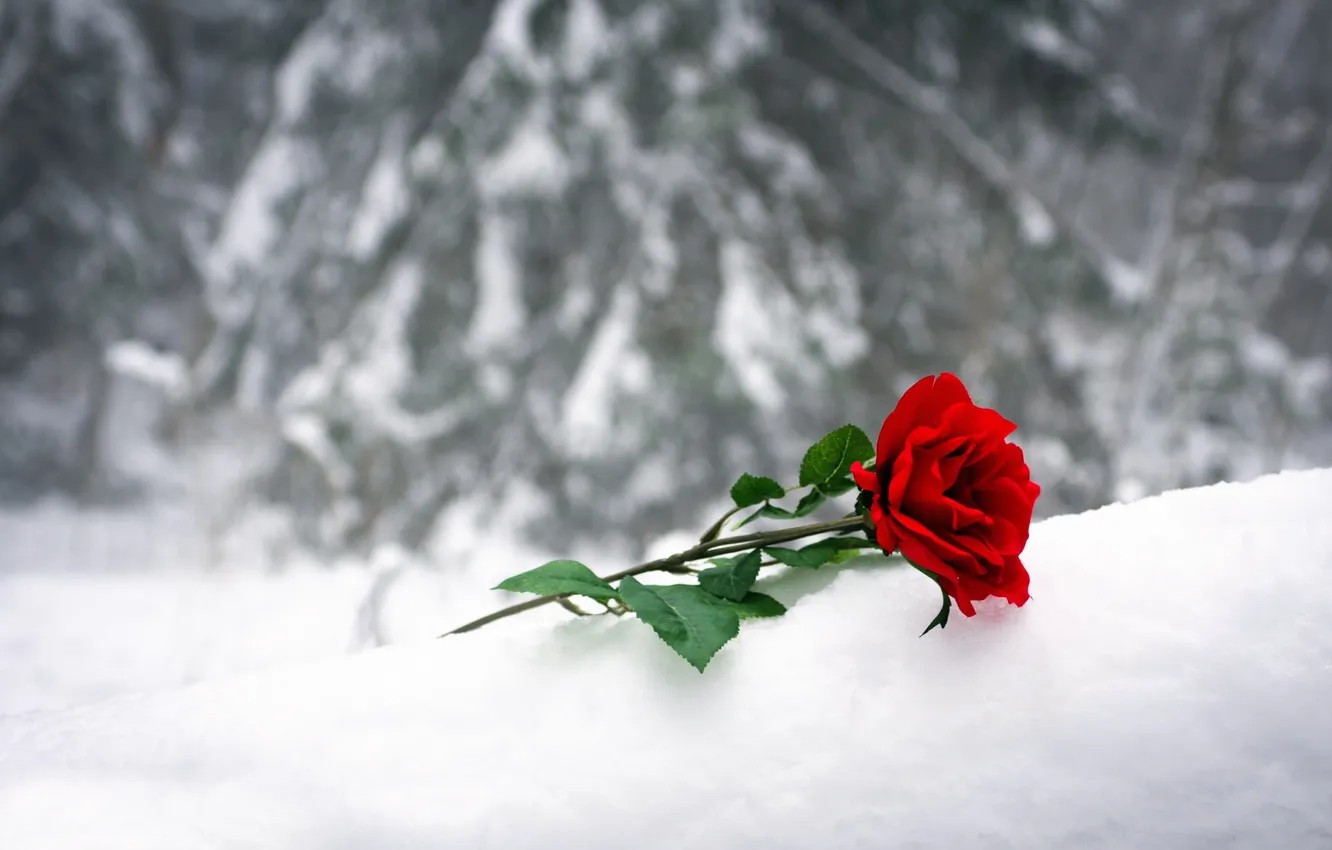 Photo wallpaper snow, Rose red, A sentiment