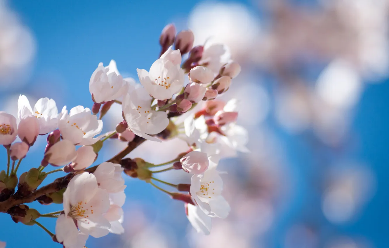 Photo wallpaper trees, branches, spring, flowering, fruit