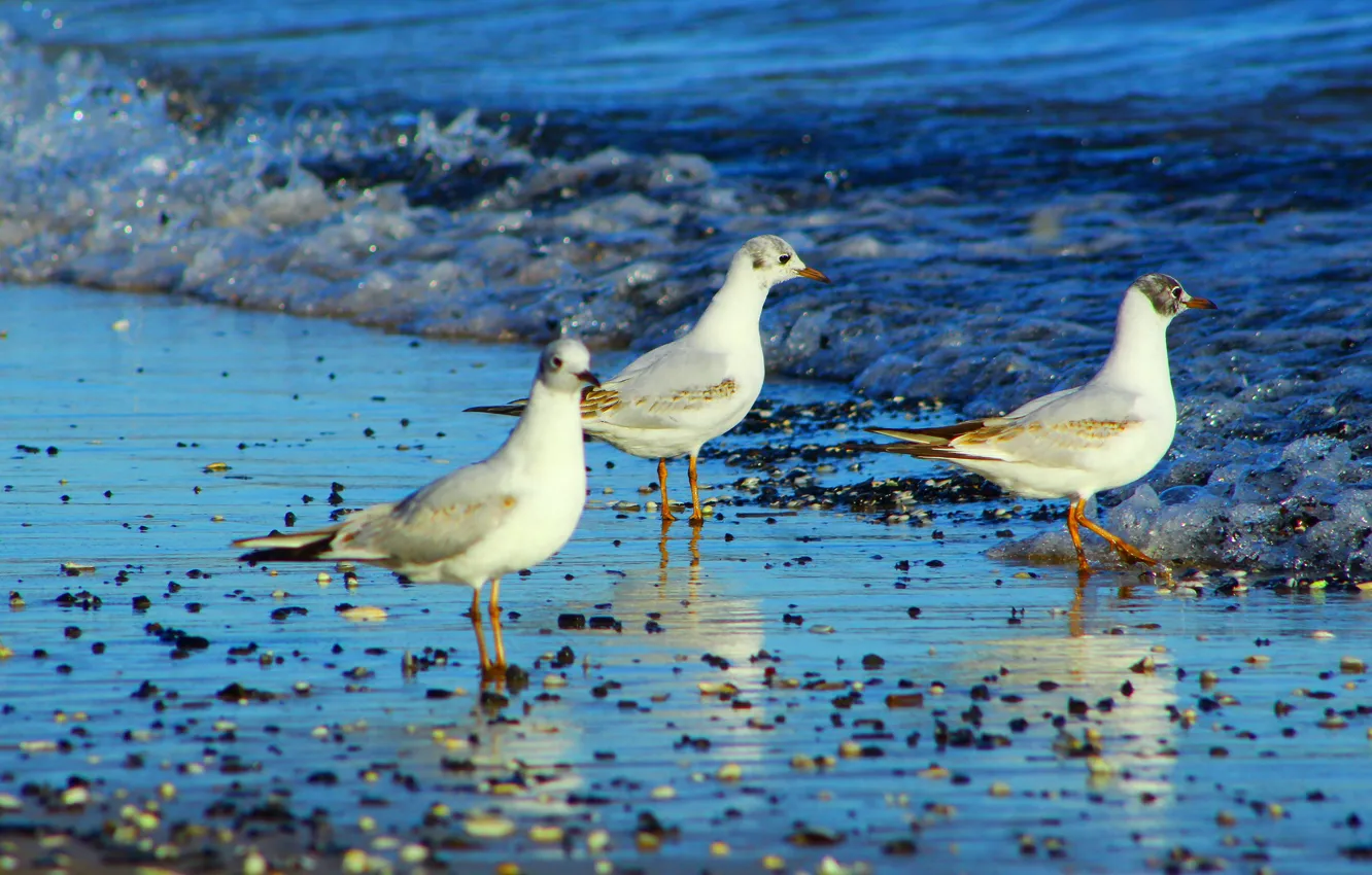 Photo wallpaper beach, bird, seagull