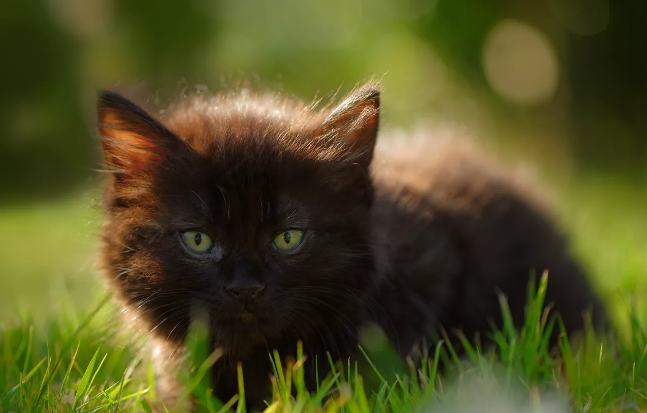 Photo wallpaper grass, look, muzzle, kitty, black kitten