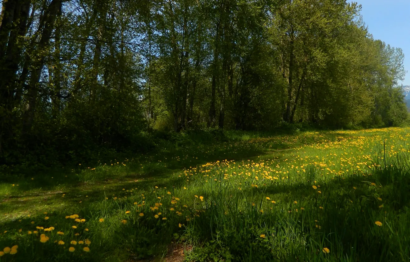 Photo wallpaper summer, grass, trees, glade, summer, flowers, trees, nature