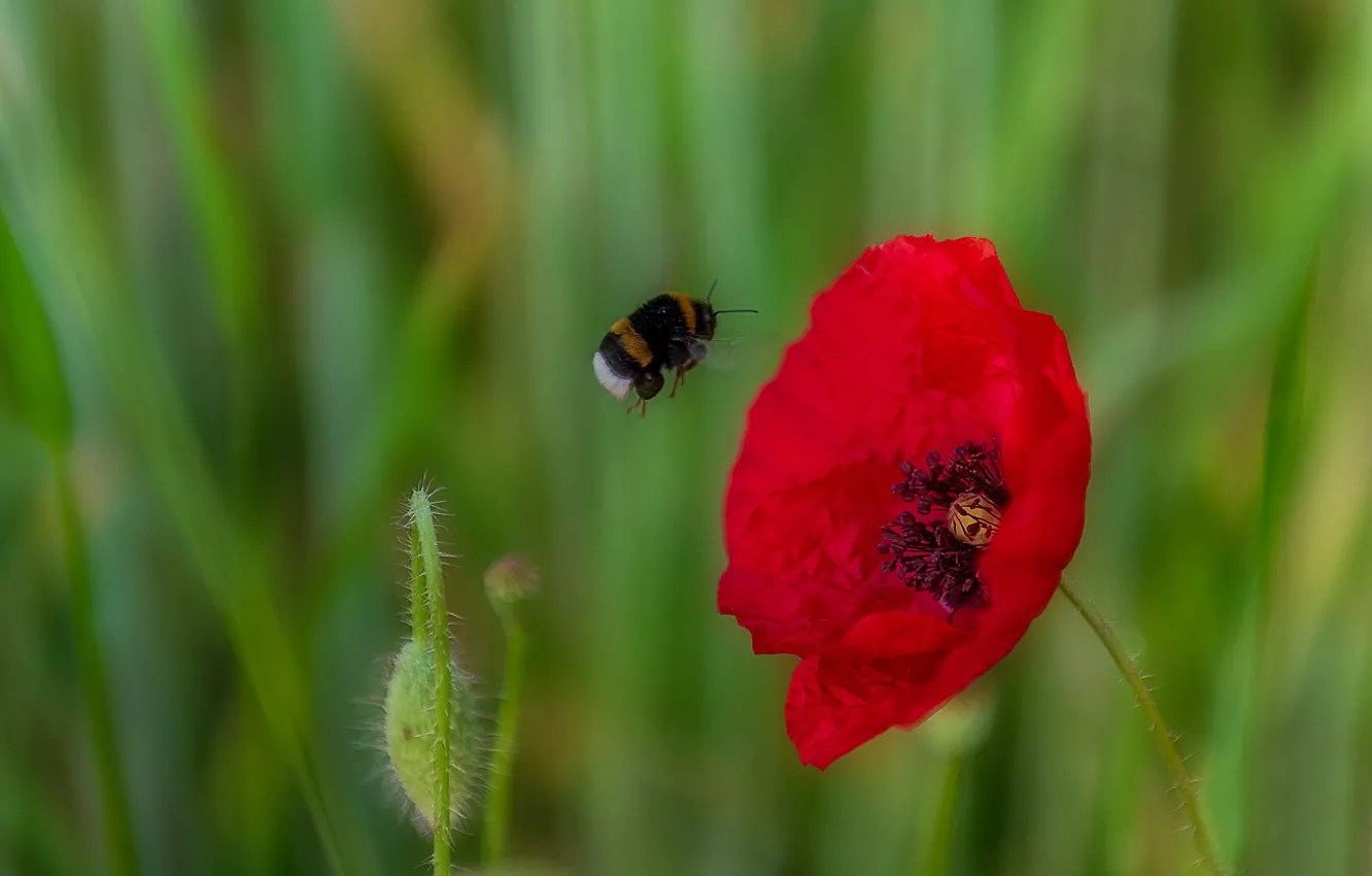 Photo wallpaper flower, macro, nature, background, Mac, Bud, bumblebee