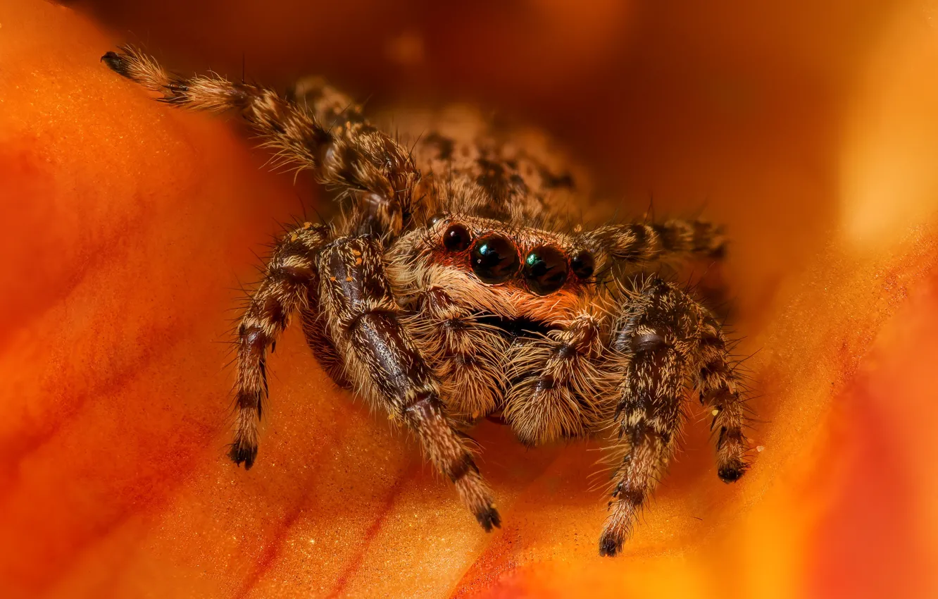 Photo wallpaper look, macro, flowers, orange, pose, spider, bokeh, jumper