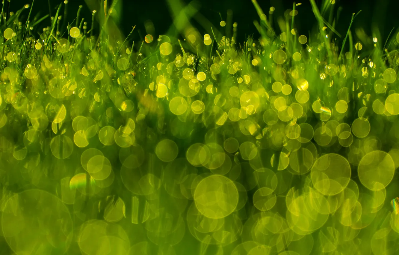Photo wallpaper grass, macro, Rosa, green, bokeh