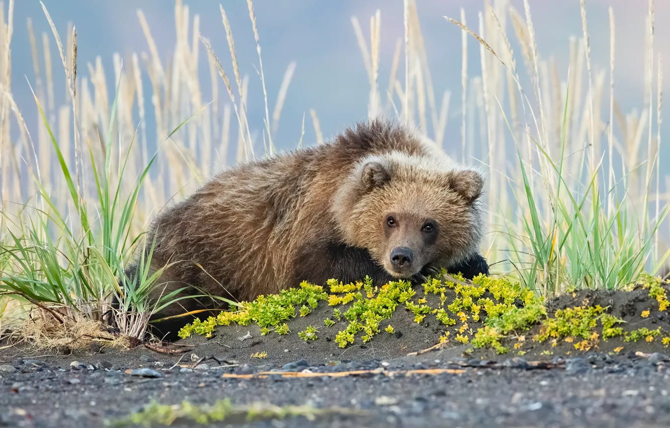 Photo wallpaper grass, look, face, pose, bear, lies, bear