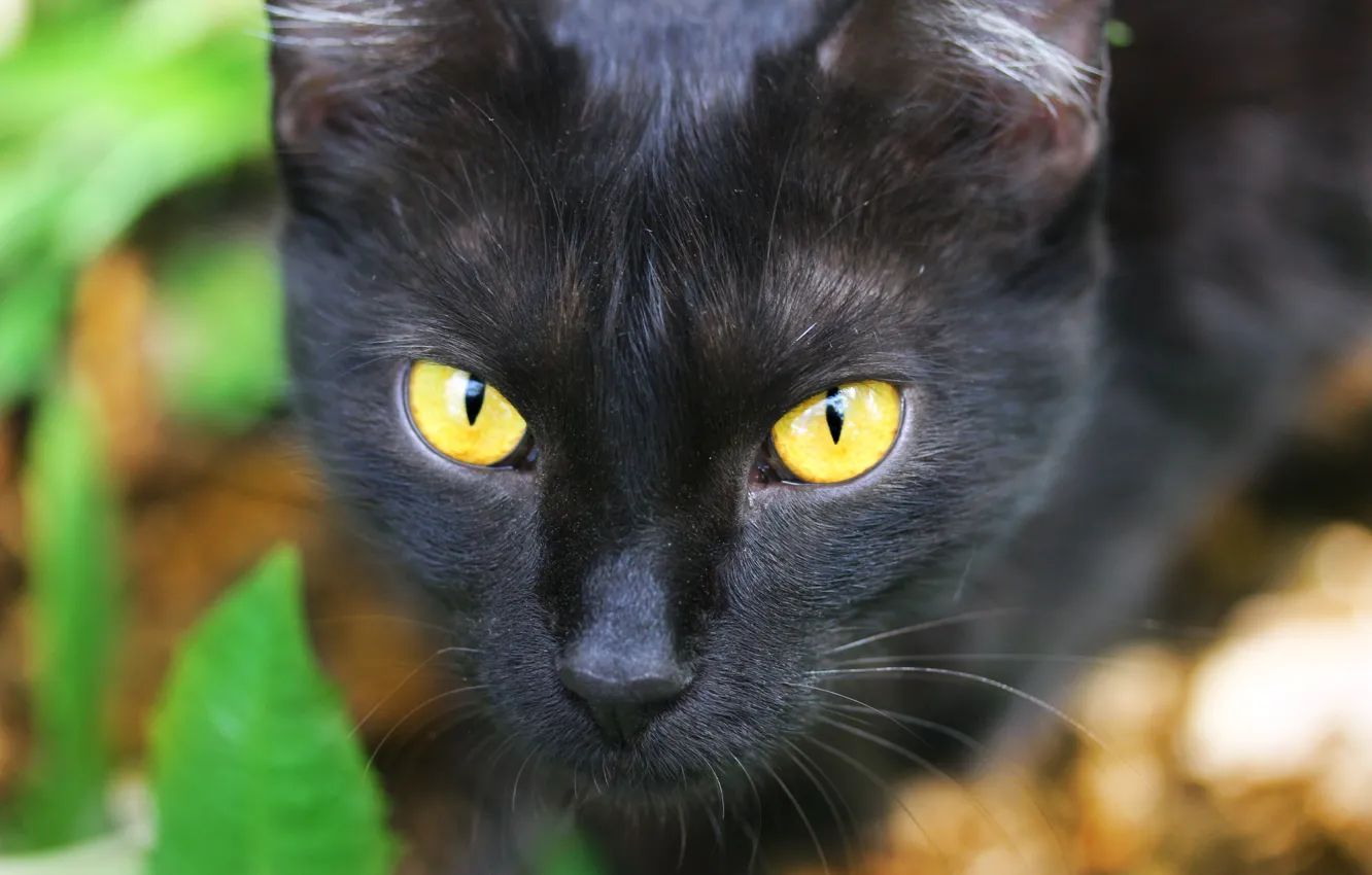 Photo wallpaper eyes, face, background, cat