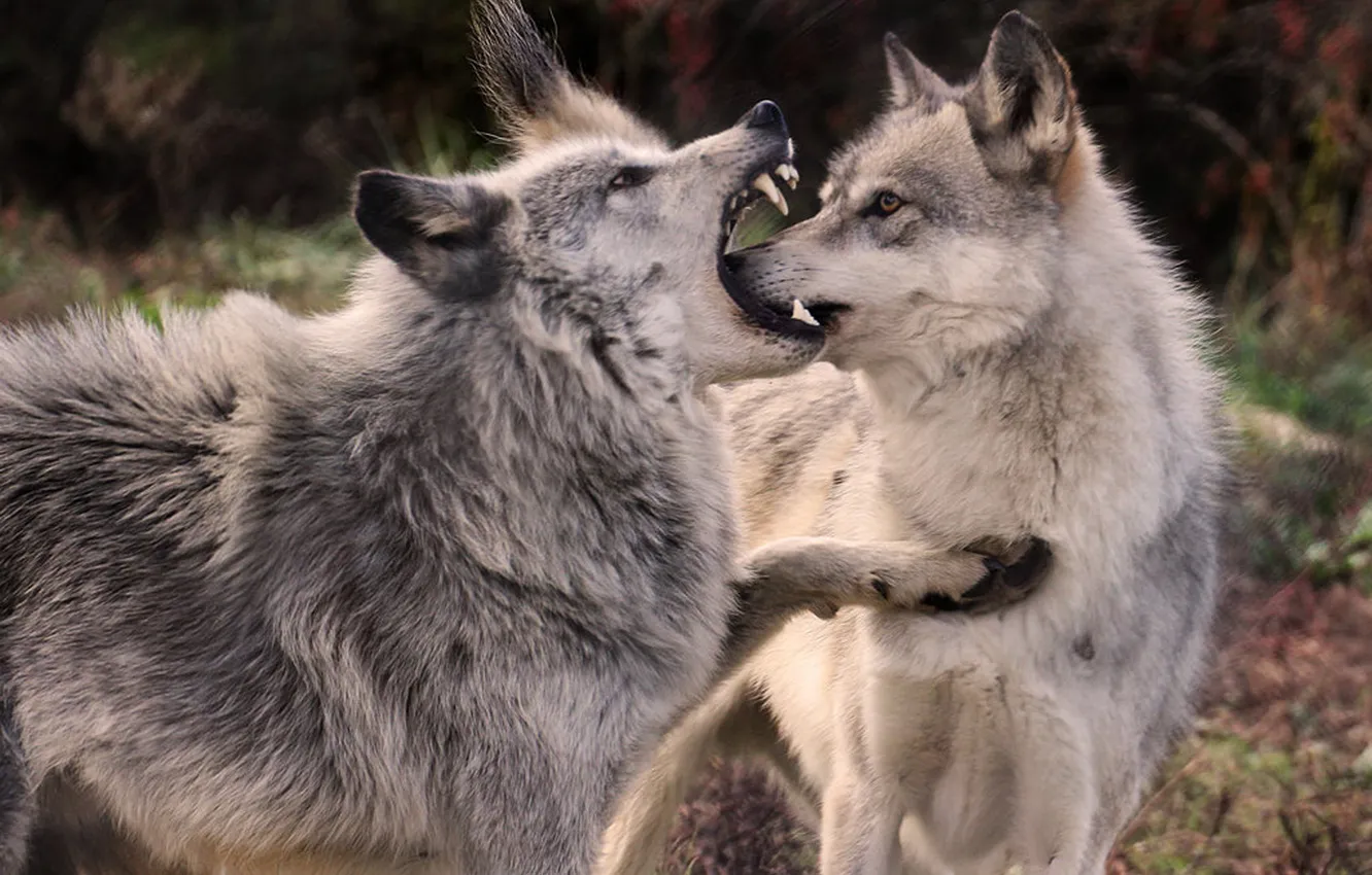 Photo wallpaper Predator, nature, snow, face, animal, wolf, canis lupus, wildlife