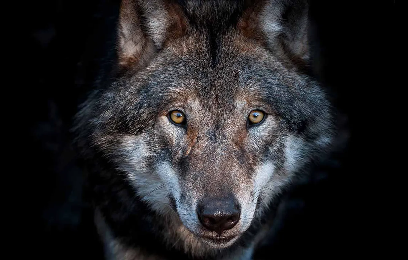 Photo wallpaper nature, Gray Wolf, face, animal, wolf, canis lupus, wildlife, head