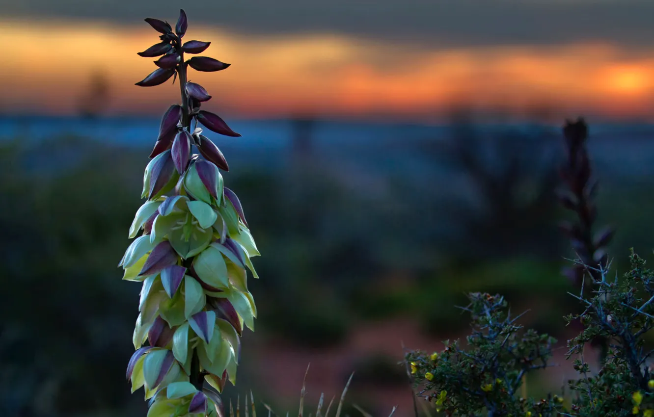 Photo wallpaper the sky, leaves, macro, sunset, plant, stem