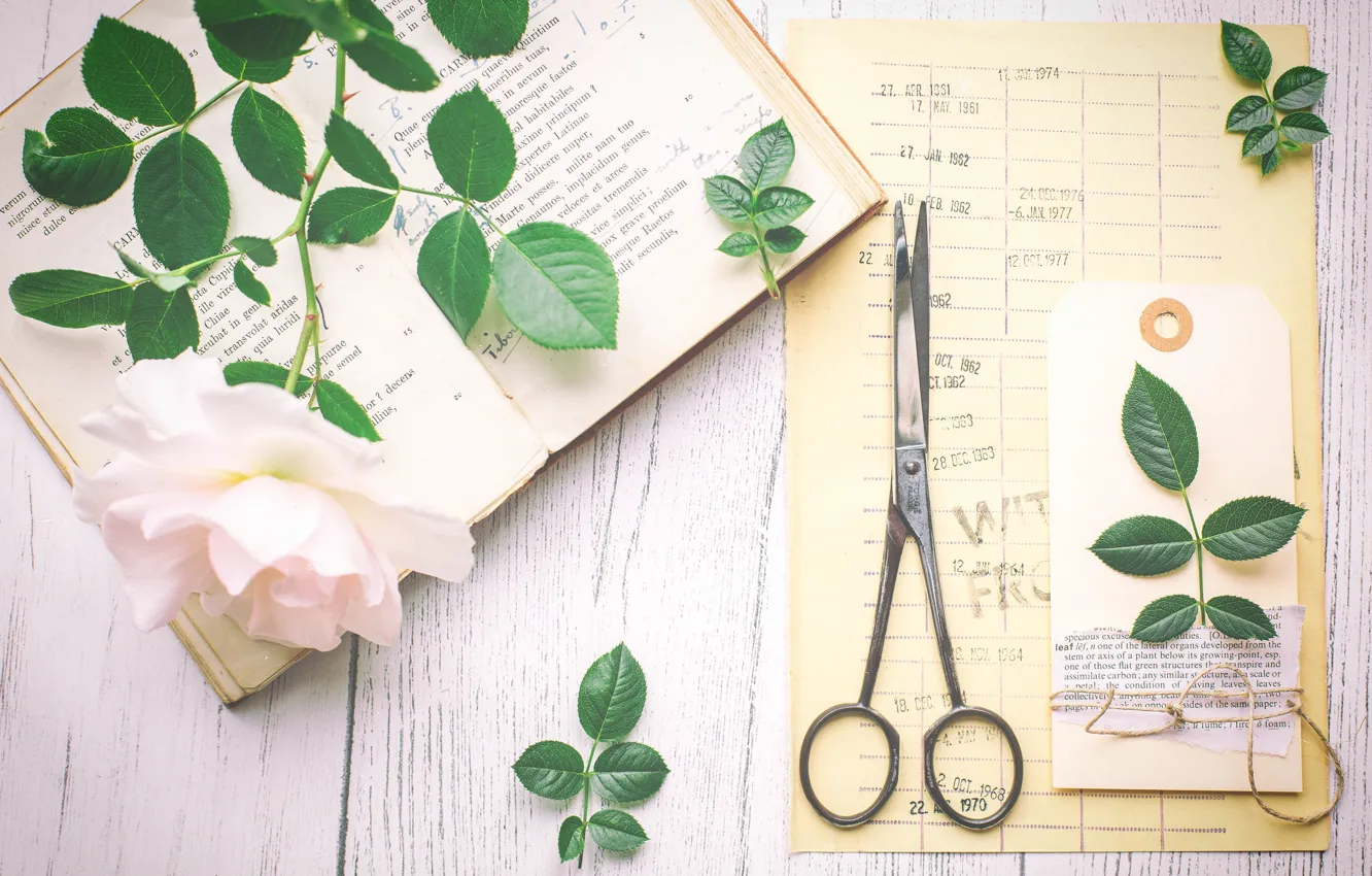 Photo wallpaper rose, book, scissors