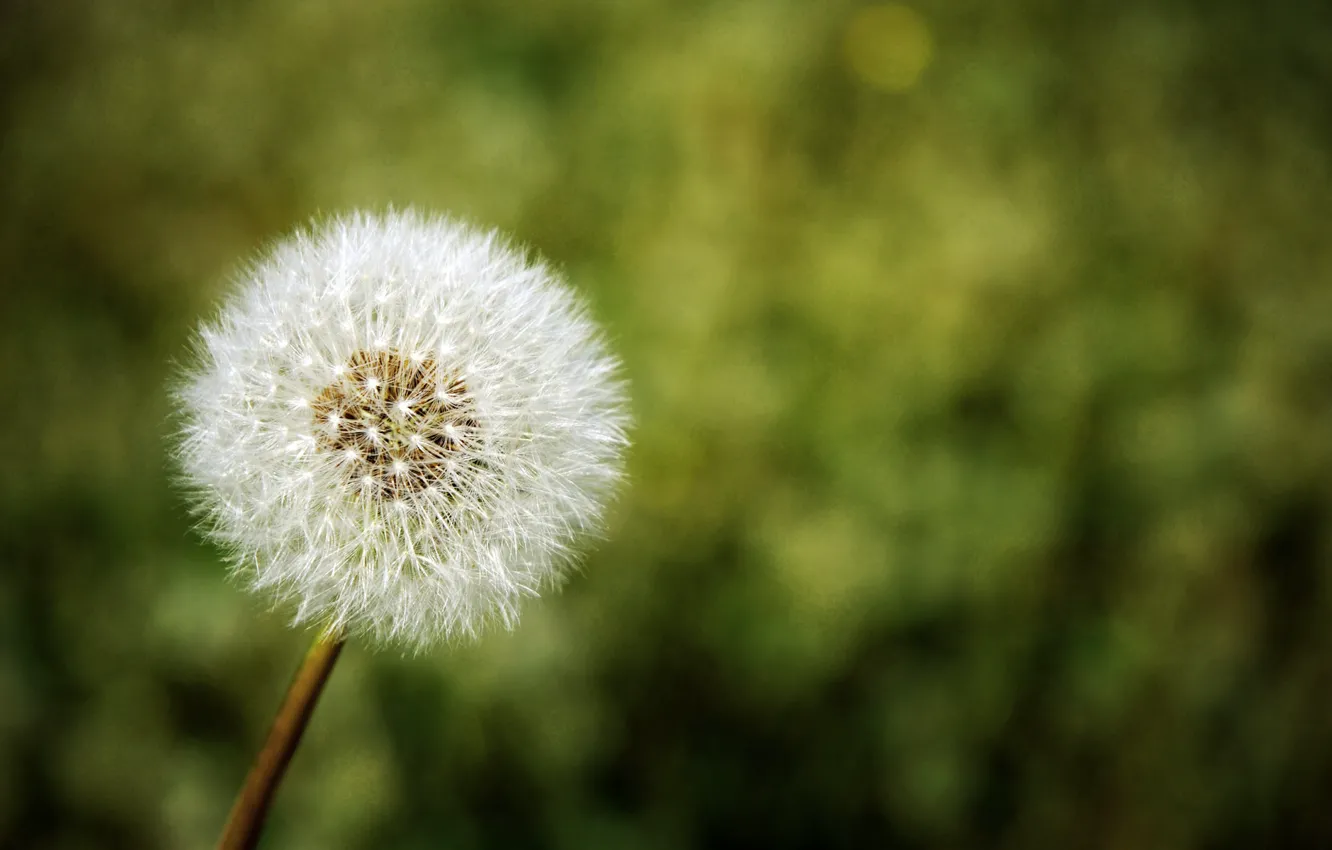 Photo wallpaper flowers, nature, dandelion