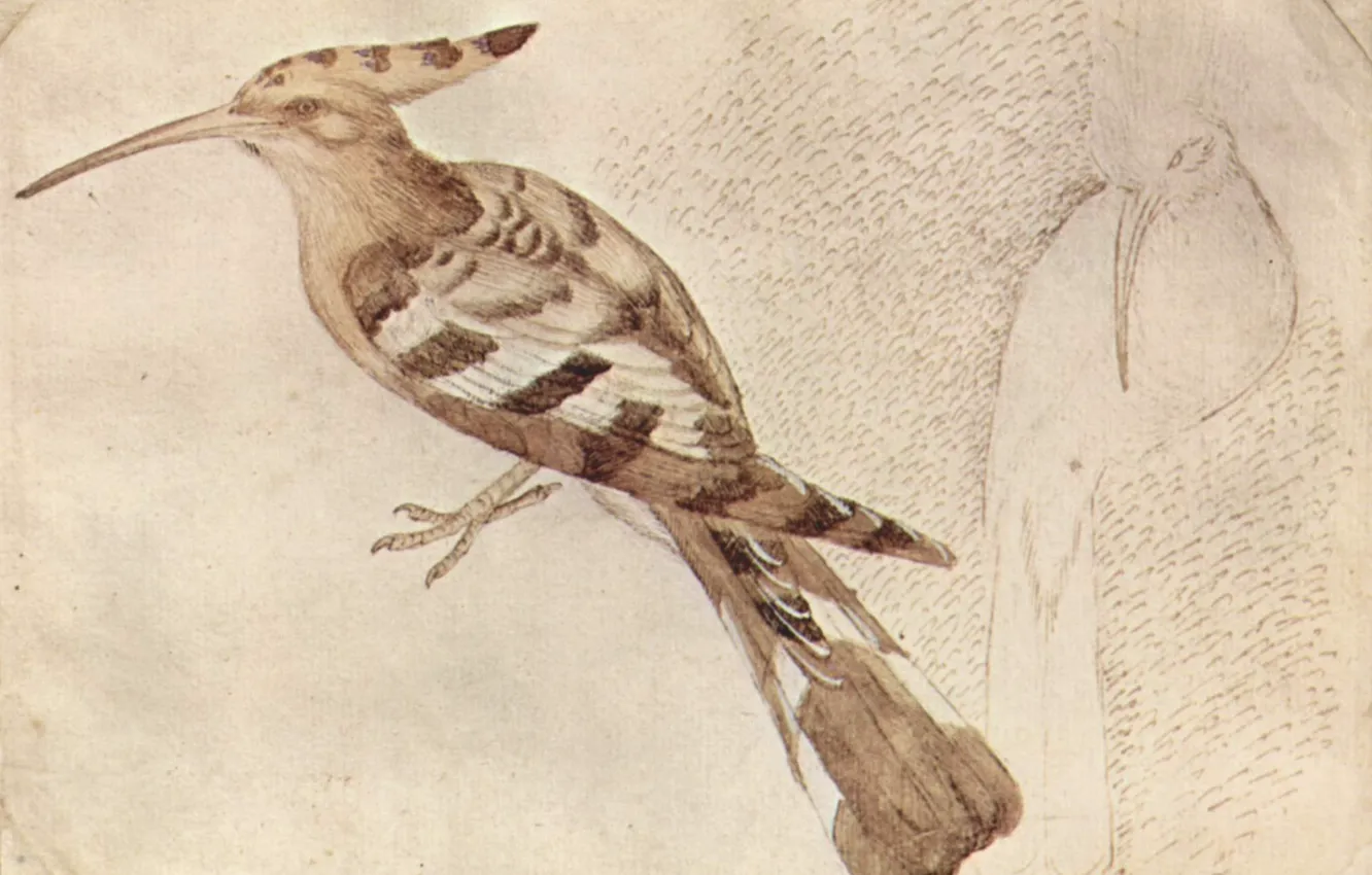 Photo wallpaper bird, Hoopoe, Bird, Antonio Pisanello