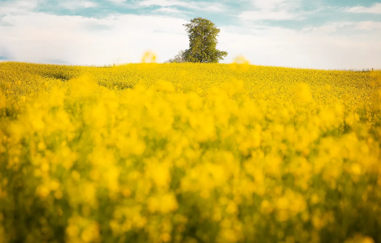 Photo wallpaper field, trees, bokeh, rape, rapeseed field