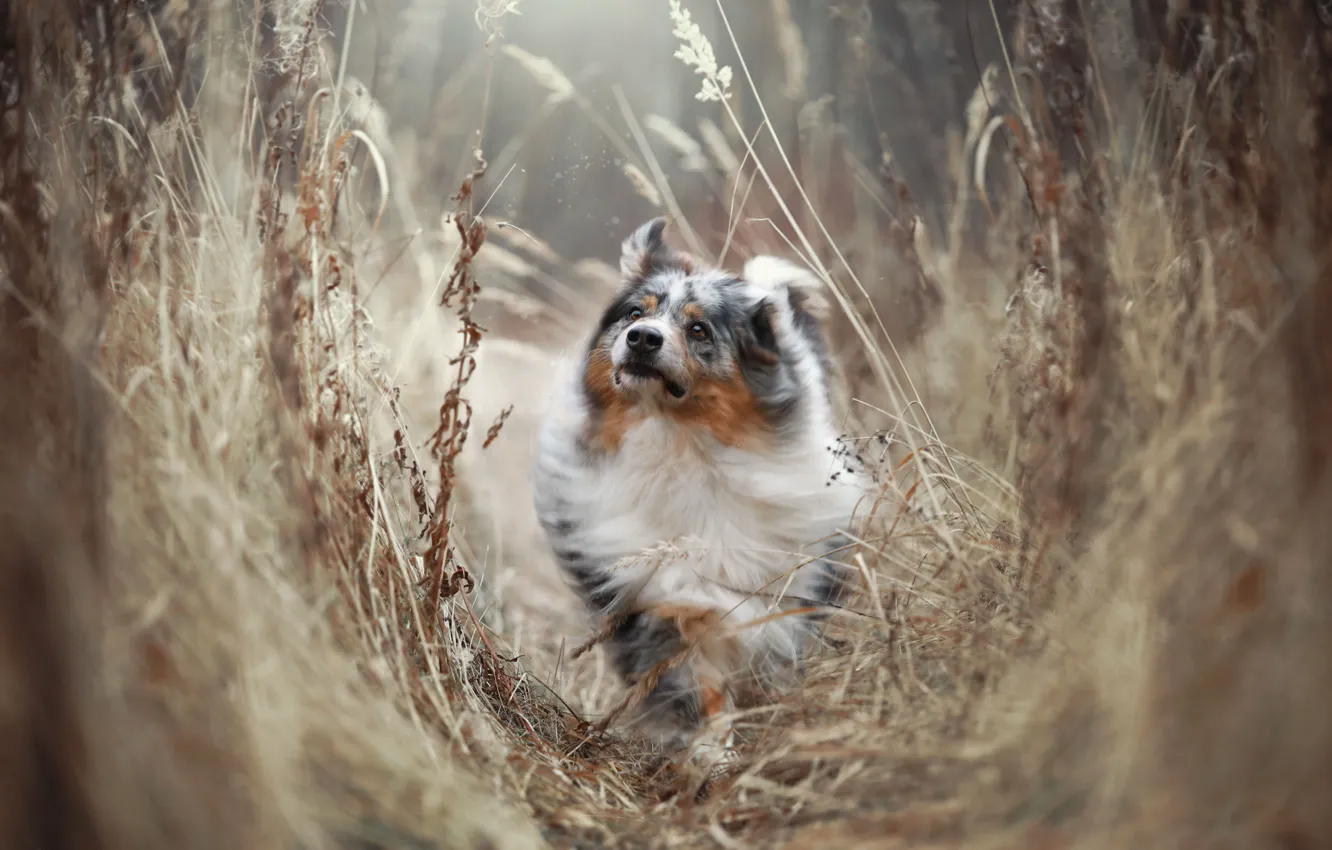 Photo wallpaper grass, nature, animal, dog, dog, Aussie