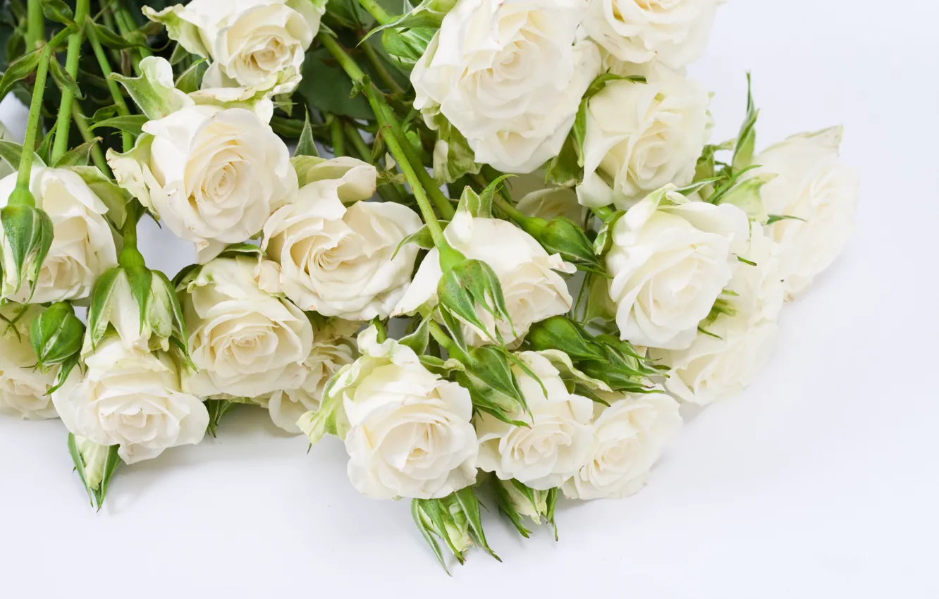 Photo wallpaper flowers, roses, bouquet, buds, white roses