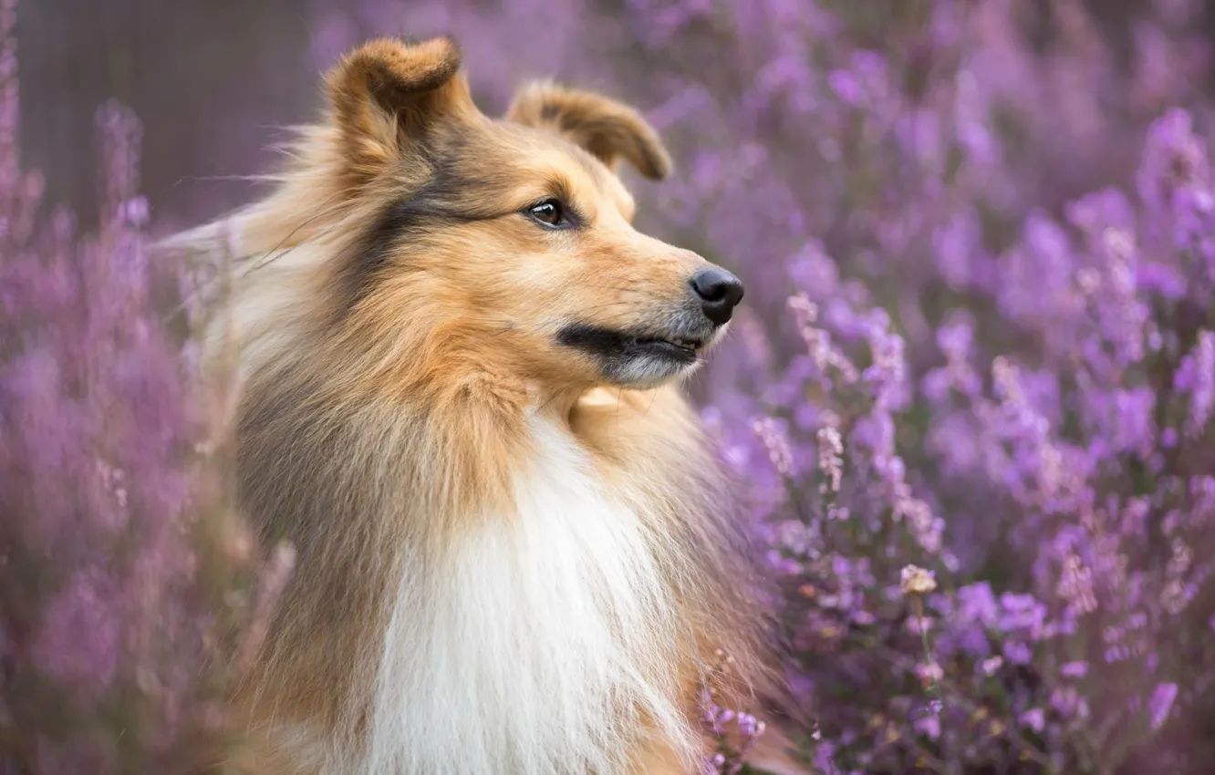 Photo wallpaper portrait, dog, bokeh, Sheltie, Heather, Shetland Sheepdog