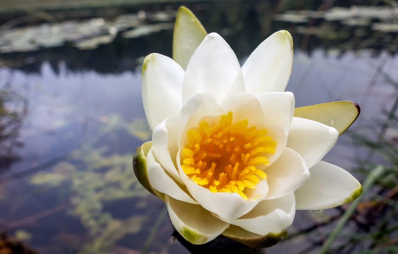 Photo wallpaper flower, water, water Lily