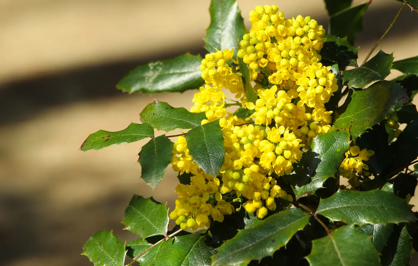 Photo wallpaper yellow, spring, twig