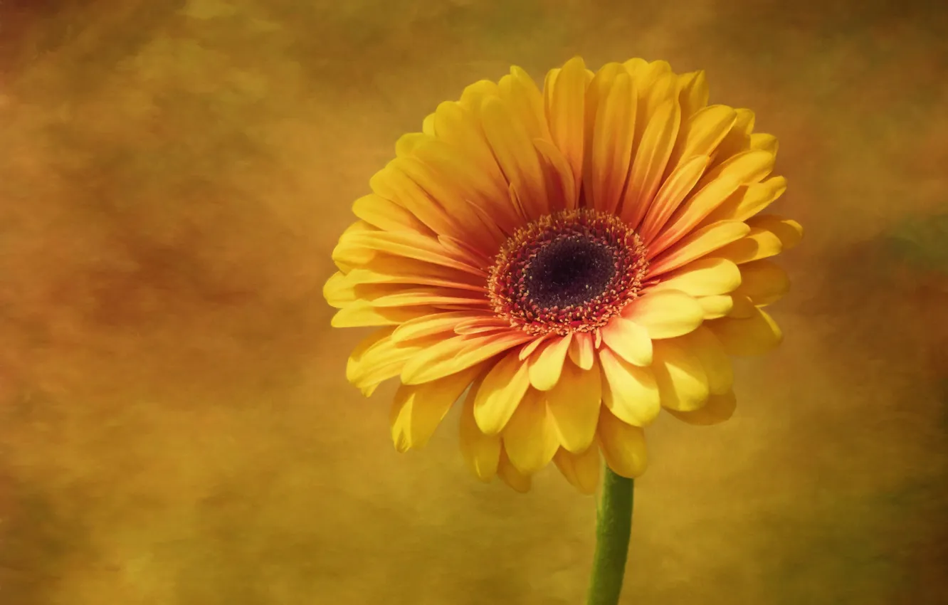 Photo wallpaper yellow, petals, gerbera