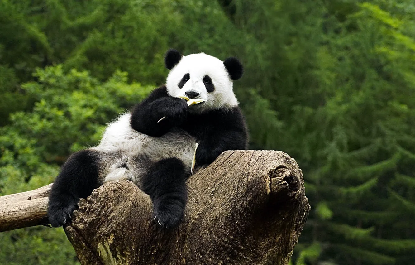 Photo wallpaper animals, Panda, on the tree, chews