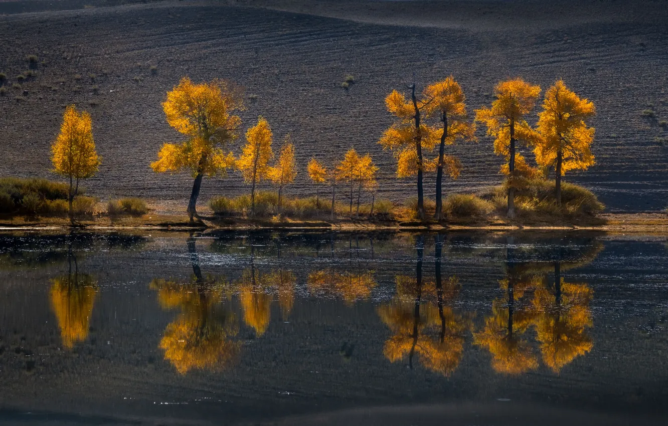 Photo wallpaper Golden autumn, Altay, Nadezhda Demkina