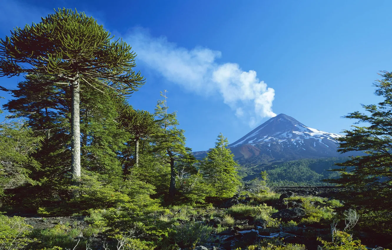 Photo wallpaper forest, trees, mountains, nature, smoke, the volcano