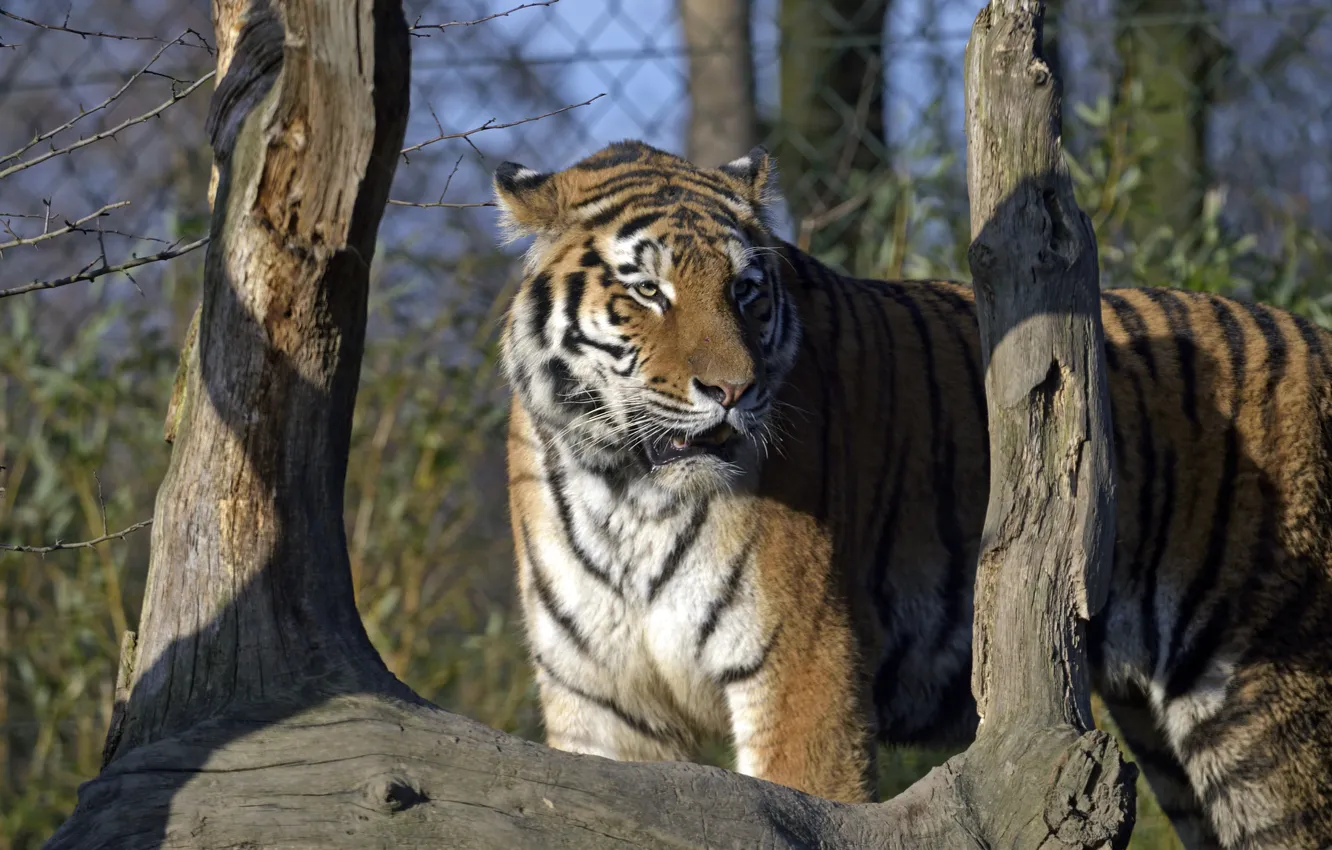 Photo wallpaper cat, tiger, snag, Amur