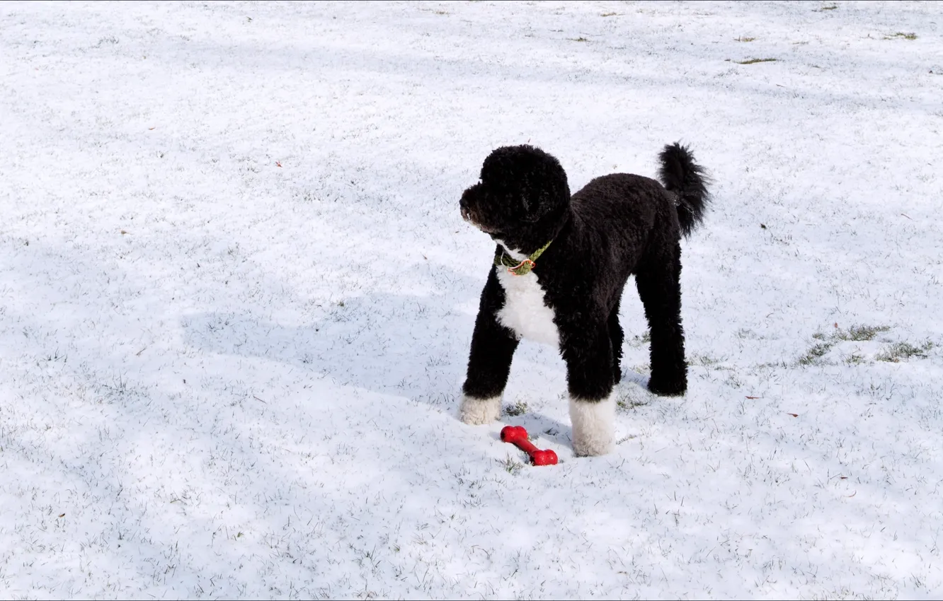 Photo wallpaper winter, snow, toy, dog