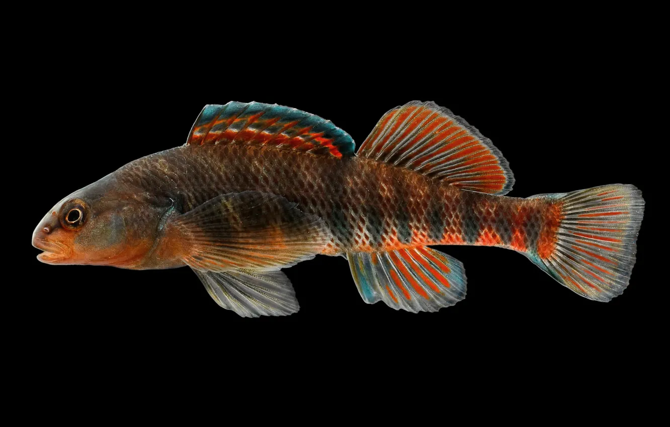 Photo wallpaper fish, fish, black background