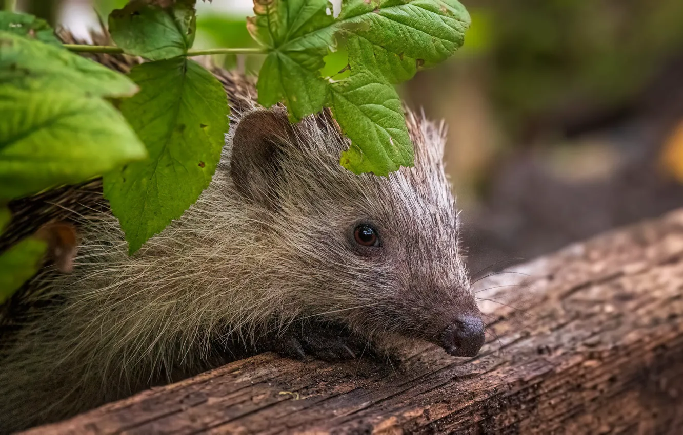 Photo wallpaper look, leaves, portrait, muzzle, log, hedgehog