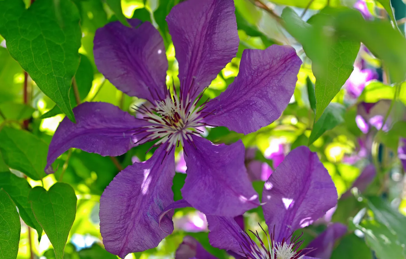 Photo wallpaper summer, flowers, nature, plant, beauty, flora, clematis, perennials