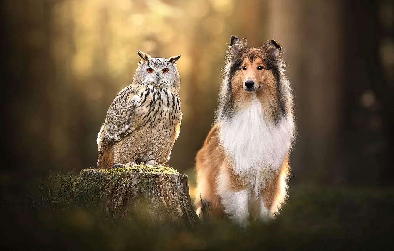 Photo wallpaper background, owl, bird, stump, dog, owl, Collie
