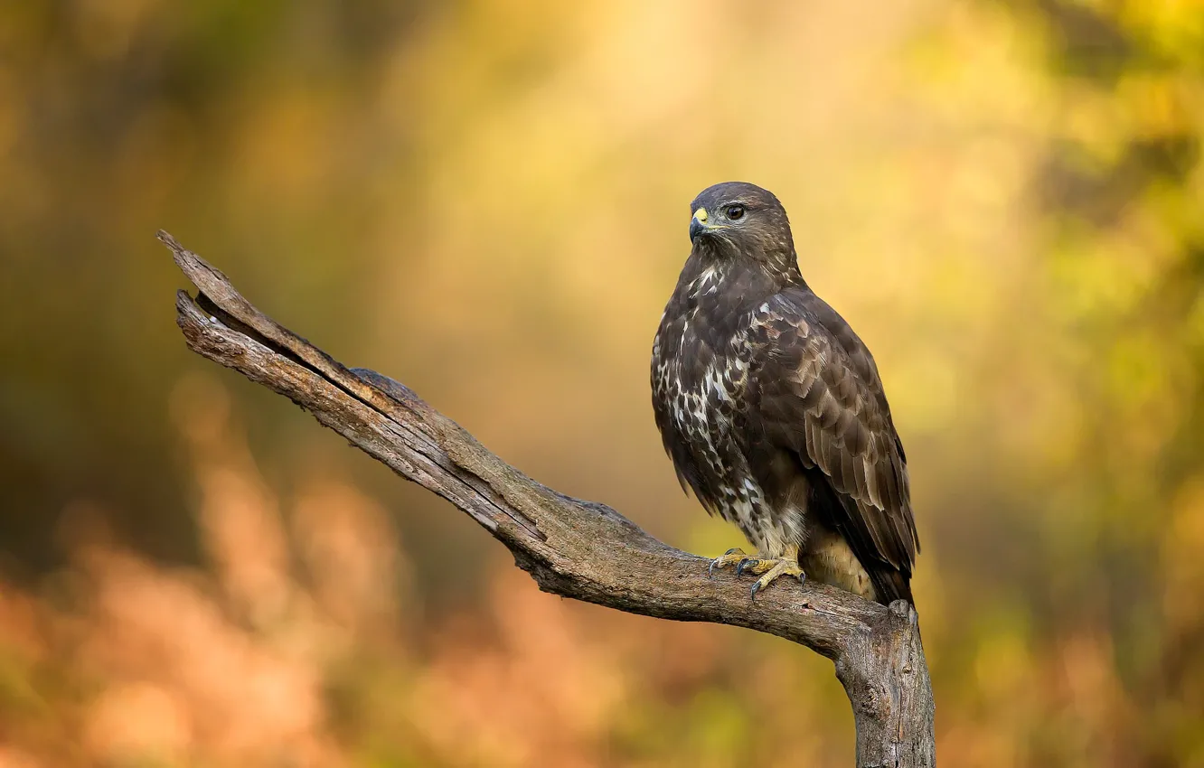 Photo wallpaper bird, predator, snag, field Harrier