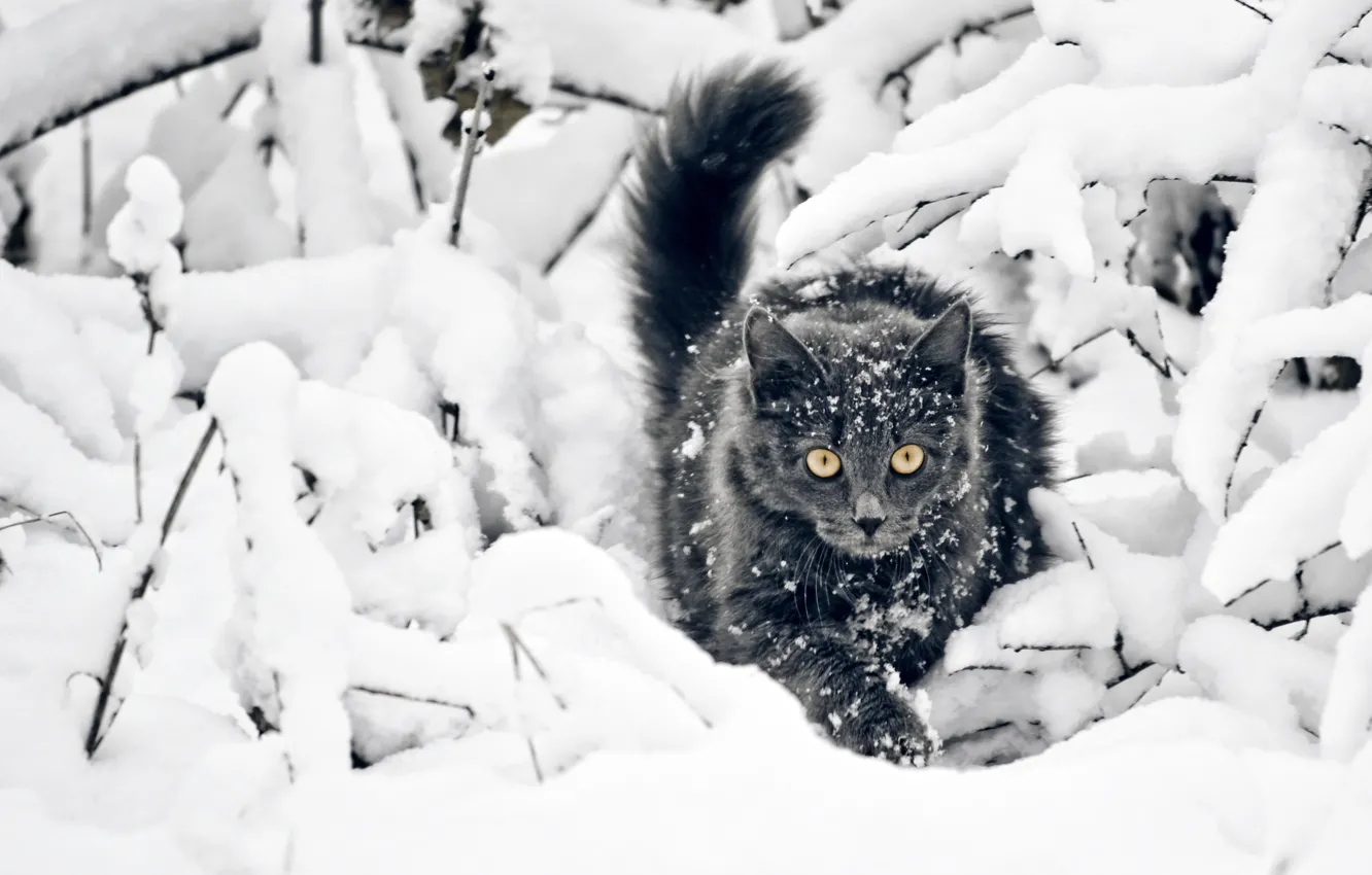 Photo wallpaper winter, snow, Cat