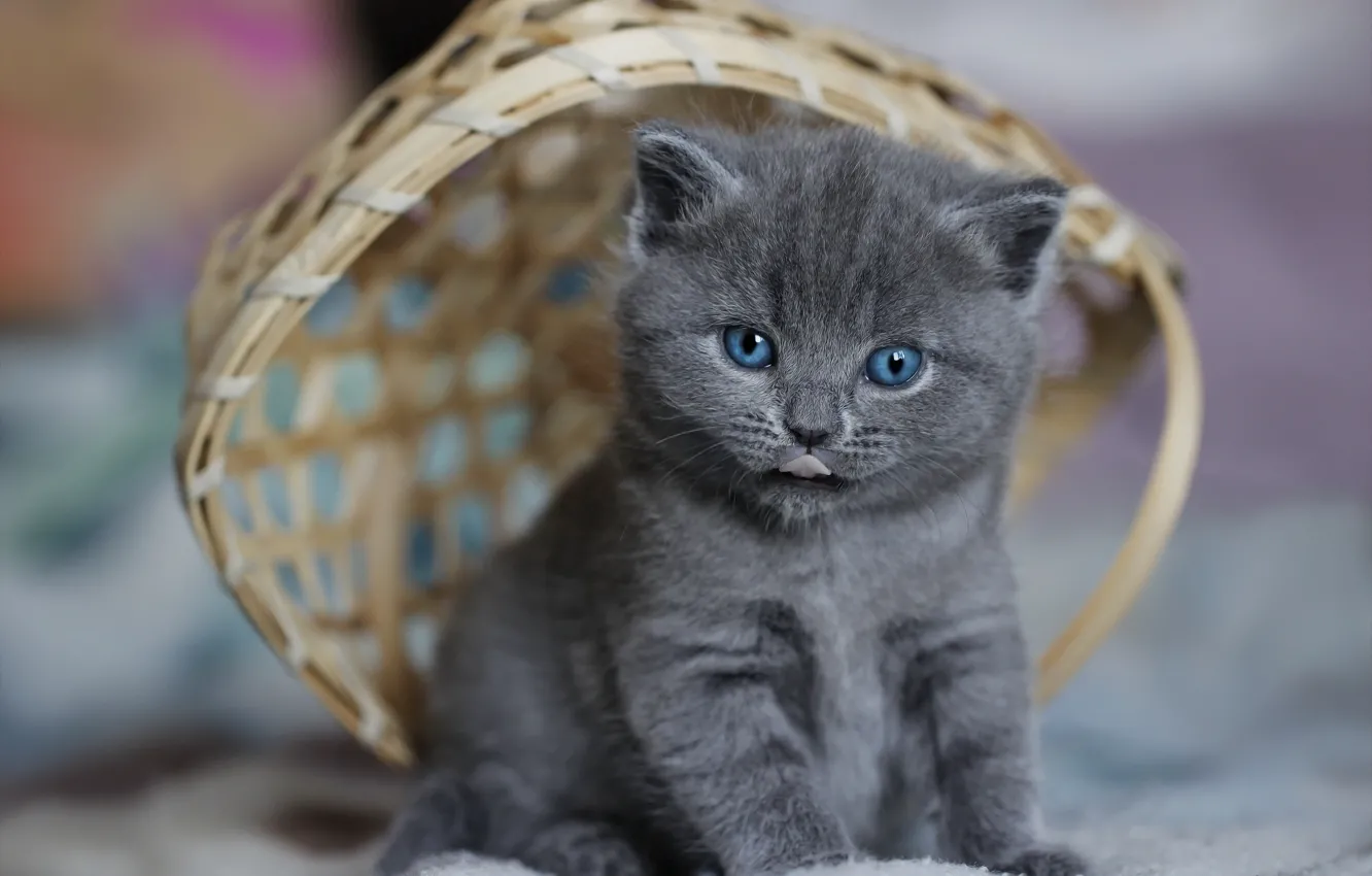 Photo wallpaper language, background, basket, kitty