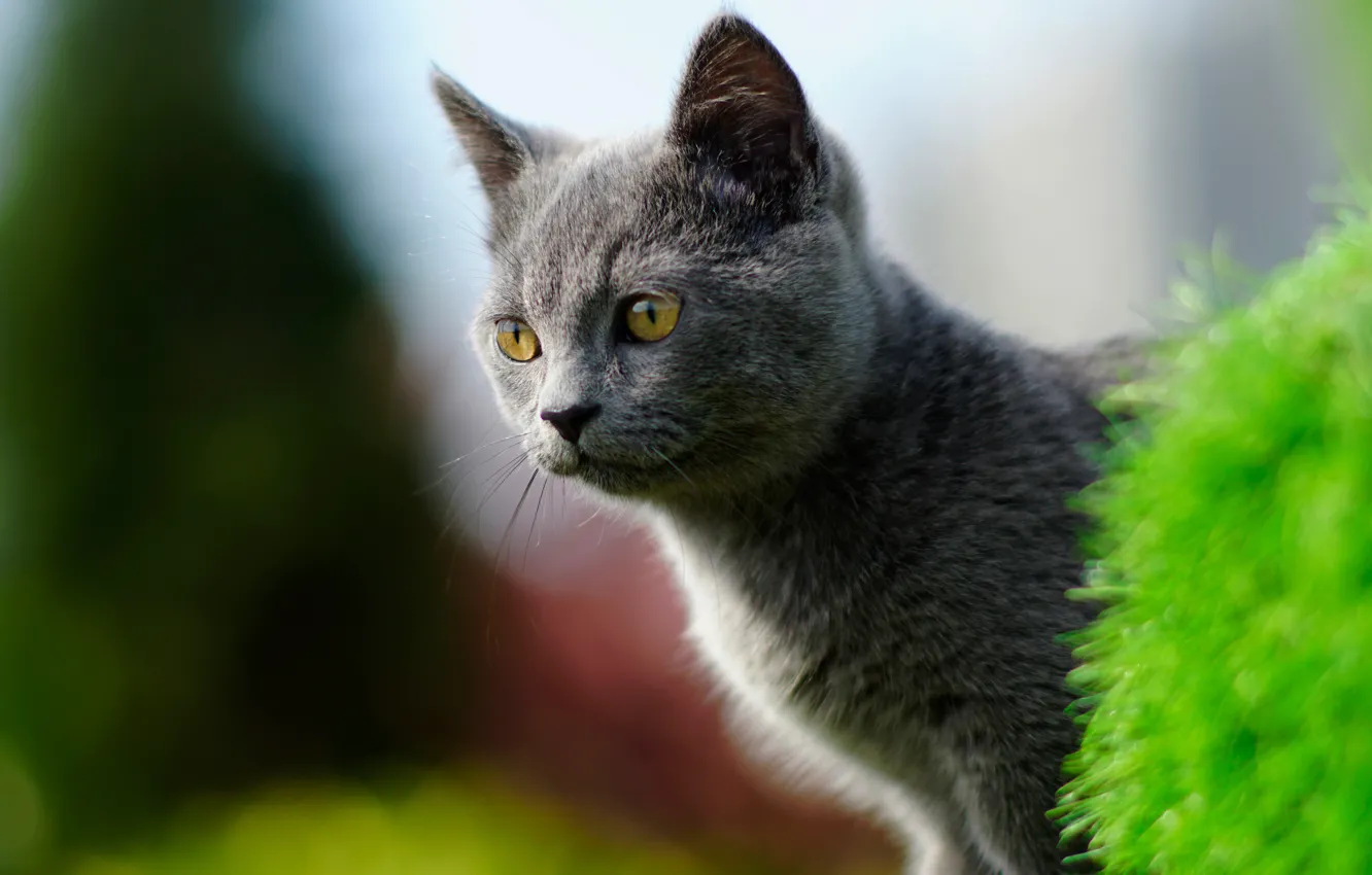 Photo wallpaper look, muzzle, kitty, bokeh, cat