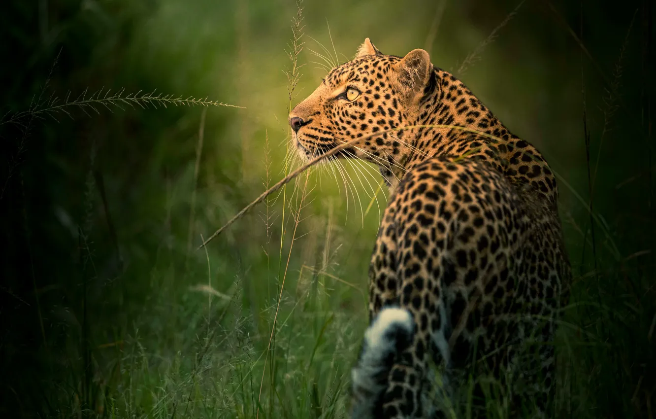 Photo wallpaper grass, look, face, leopard, profile, wild cat