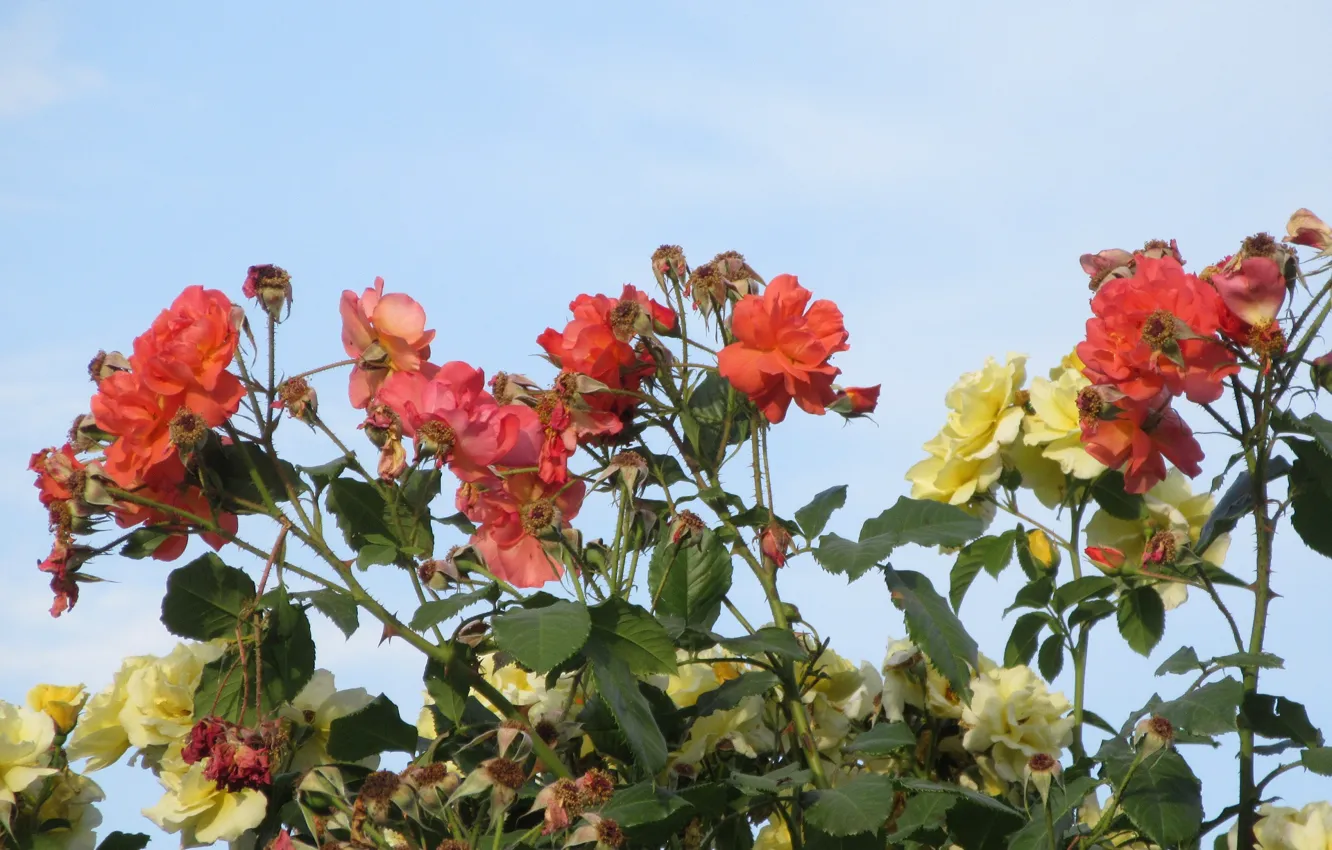 Photo wallpaper the sky, flowers, roses, Mamala ©, summer 2018