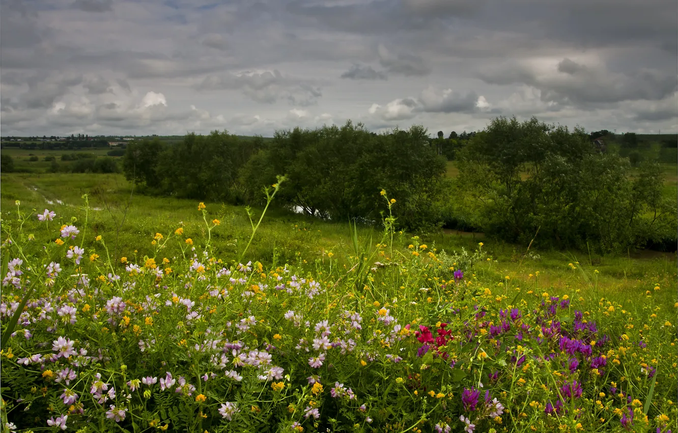 Photo wallpaper field, nature, flowers, spring