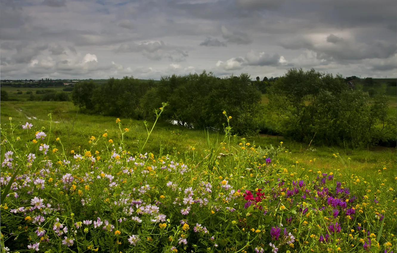Photo wallpaper Nature, Flowers, Spring, Field