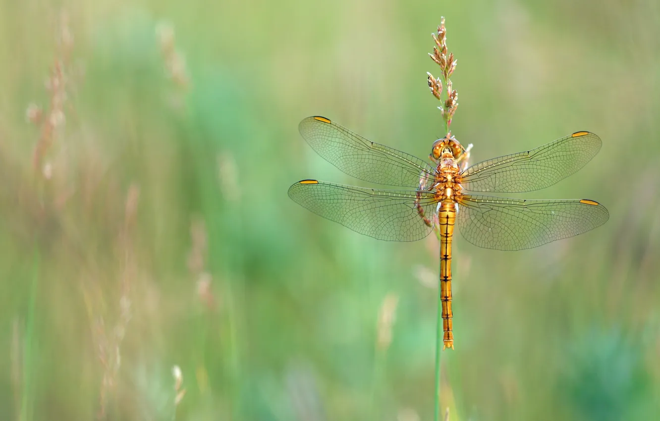 Photo wallpaper summer, grass, macro, dragonfly, meadow, insect, Golden, stem