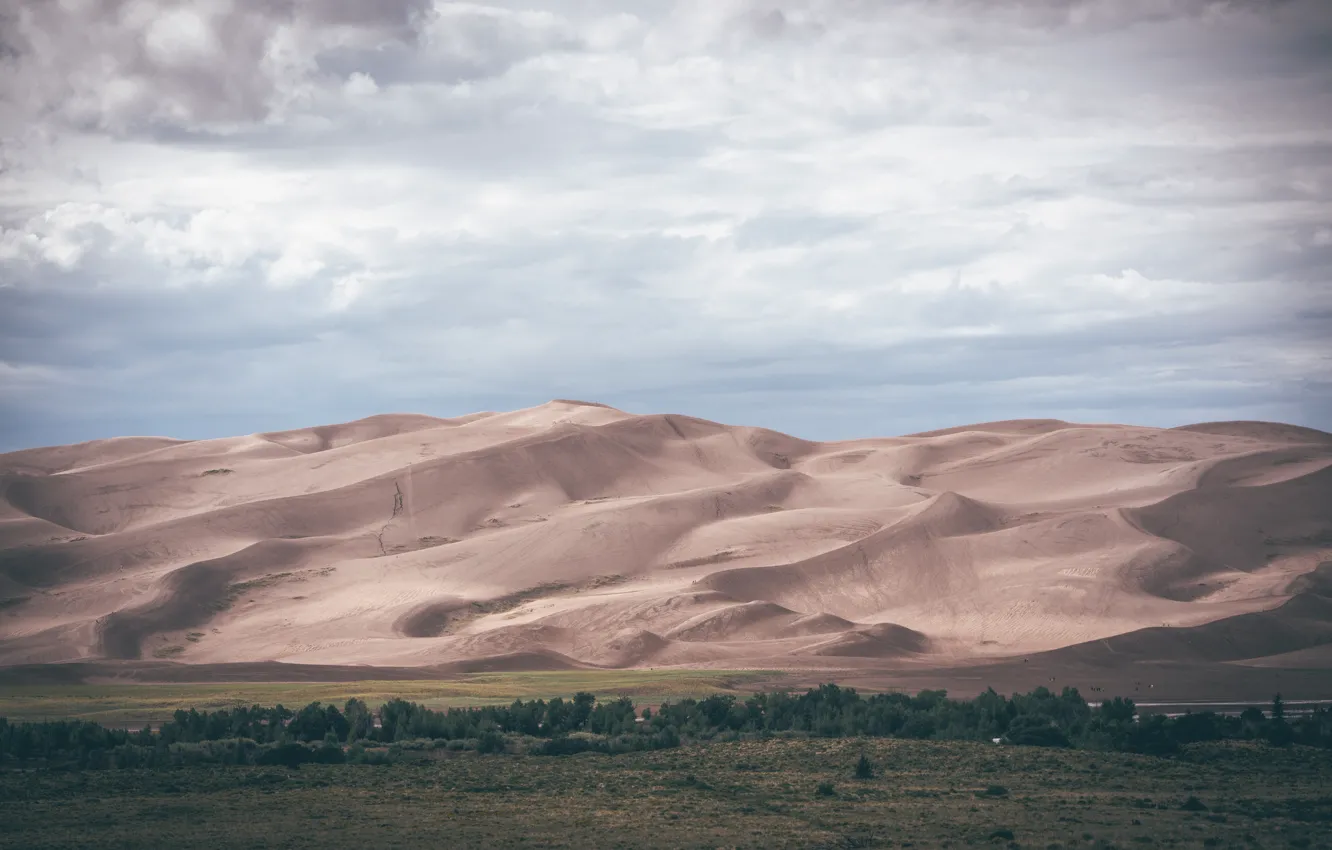 Photo wallpaper sand, forest, desert, plain, dunes, 8k+
