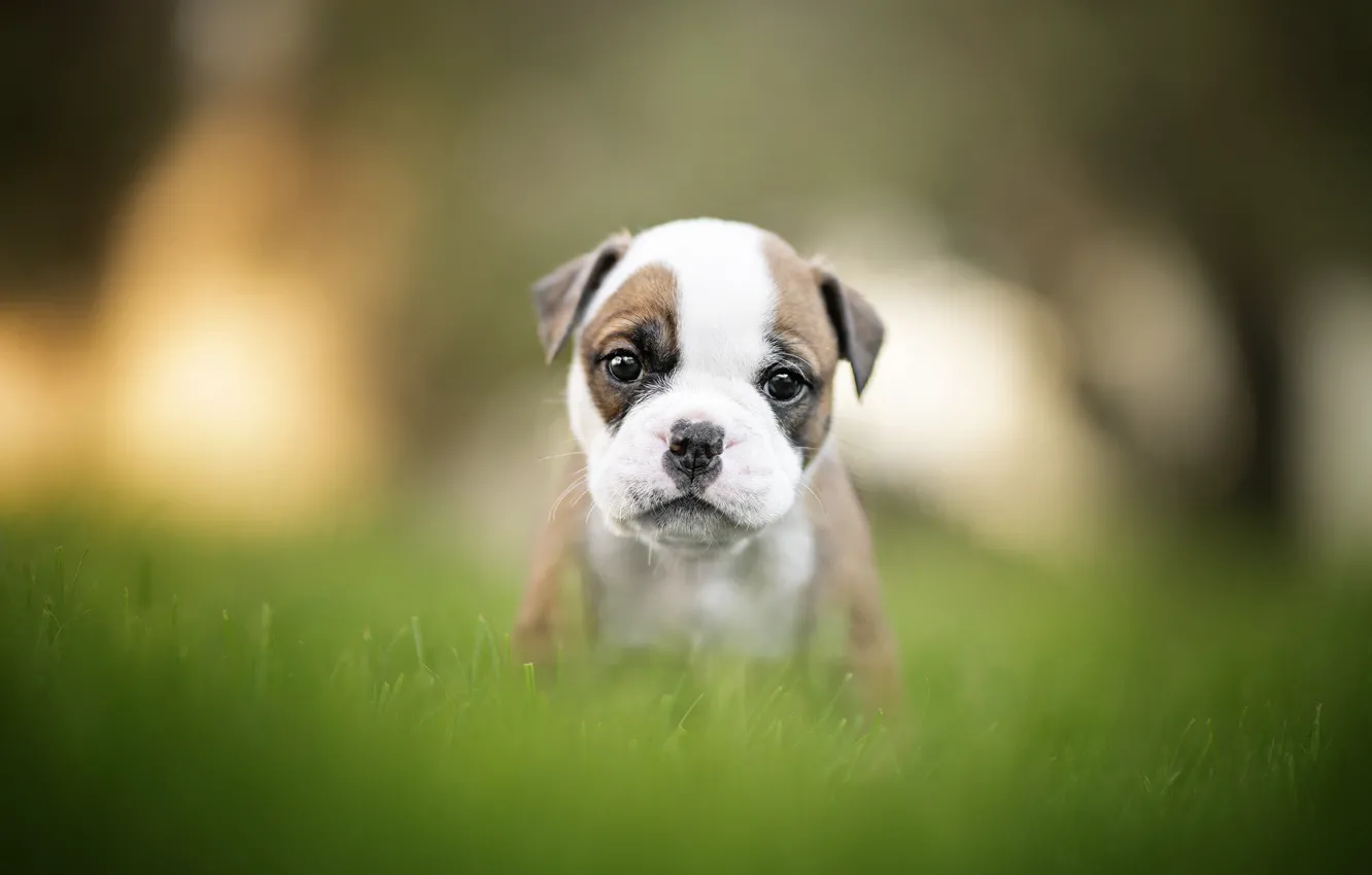 Photo wallpaper grass, baby, puppy, bulldog, face, bokeh
