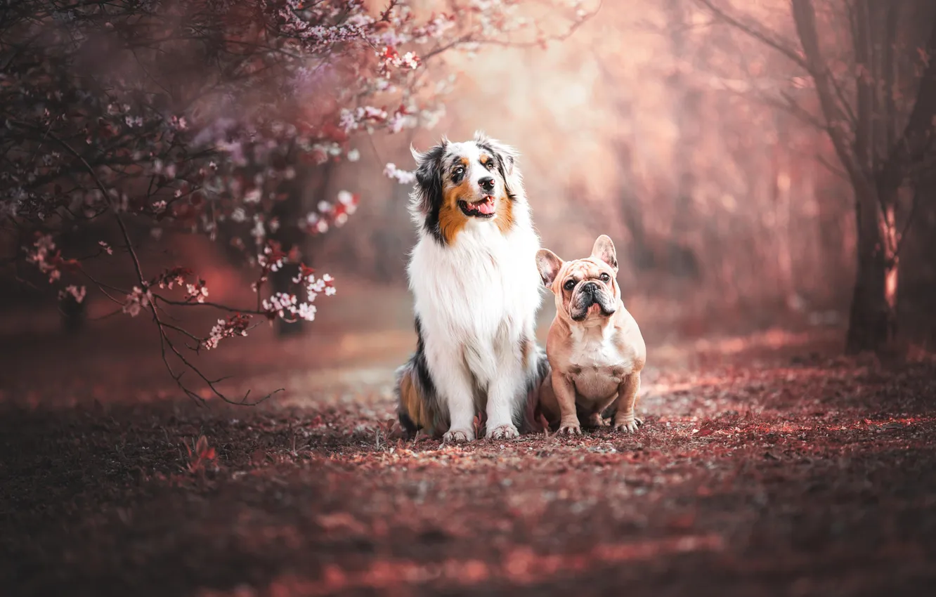 Photo wallpaper look, flowers, nature, pose, Park, dog, spring, face