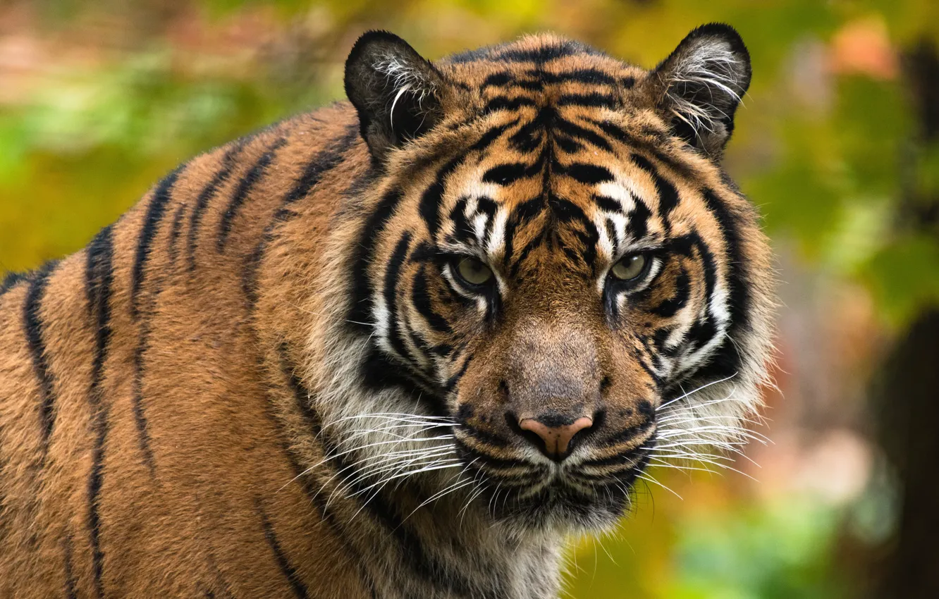 Photo wallpaper look, face, tiger, portrait