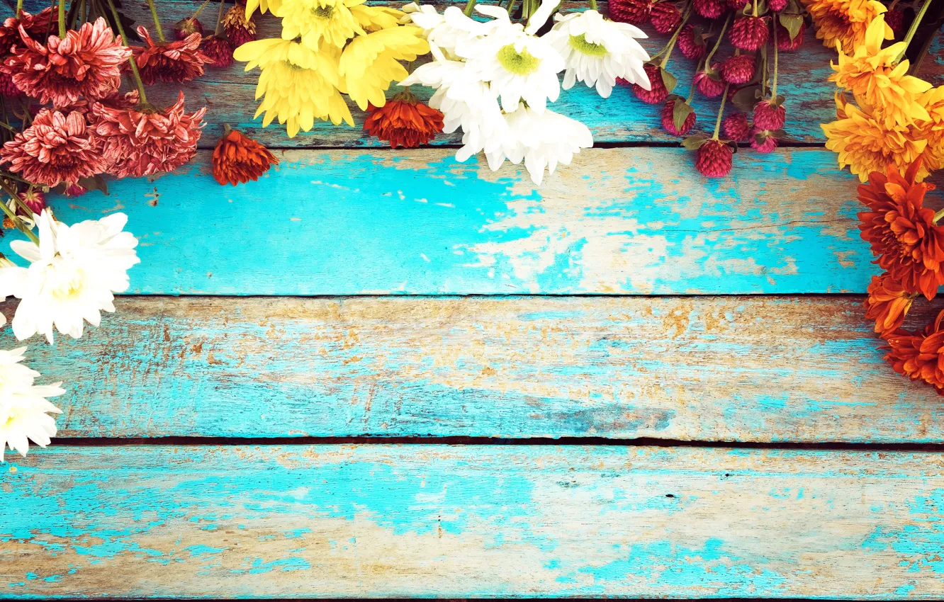 Photo wallpaper flowers, background, chrysanthemum